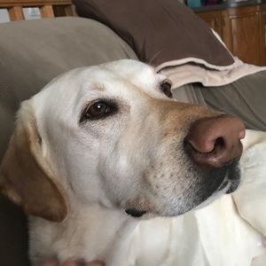 Meet your Posher, Bailey